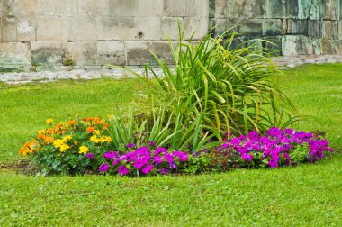 duvarın yanında renkli çiçekler