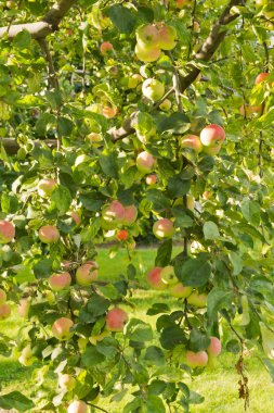 elma çim bir arka plan üzerinde bir ağaç üzerinde