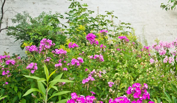 Muchas flores rosadas en el parque — Foto de Stock