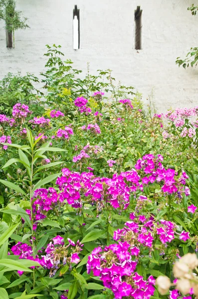 Flores rosas en el parque — Foto de Stock