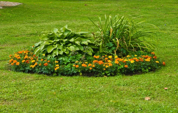 Hermoso lecho de flores — Foto de Stock