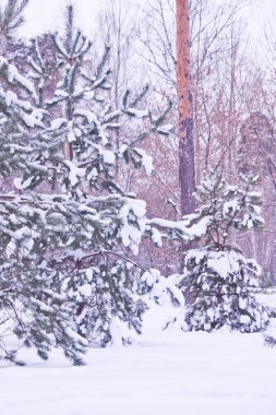ağaçların altında kar kış Park