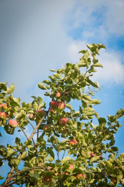 elma ağacı gökyüzü karşı üzerinde