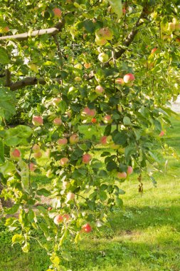 çim zemin üzerine bir ağaç üzerinde elma