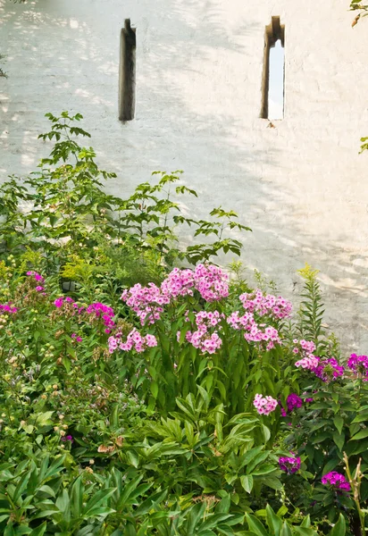 Pink flowers in park next to white wall — Stock Photo, Image