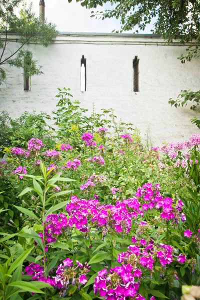 Flores de color rosa en el parque junto a la pared — Foto de Stock