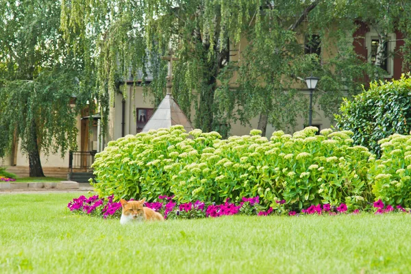 Cat near the flowers in the park — Stock Photo, Image