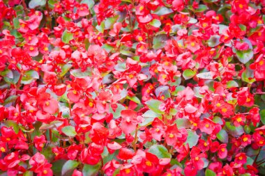 parkta çiçek yatakta kırmızı çiçekler