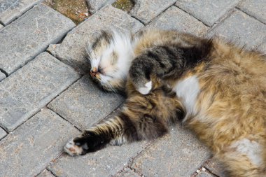 Park yolundaki kedi uyur