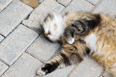 parkta bir yoldaki kedi uyur