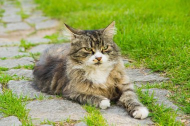 Kedi çim taş yolu üzerinde