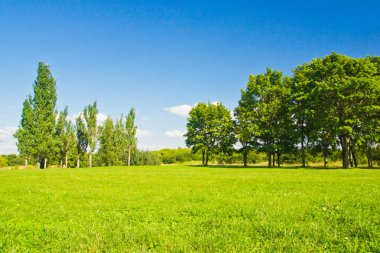 yaz gününde orman kenarında birkaç ağaçlar