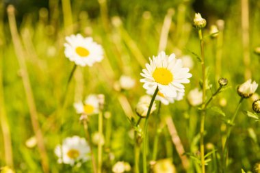 yeşil çim ve papatya yaz gününde