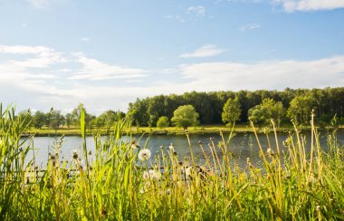 Dandelions yaz gününde bir göl kıyısında