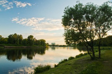 bir su birikintisi bir yaz akşamı kıyısında ağaç