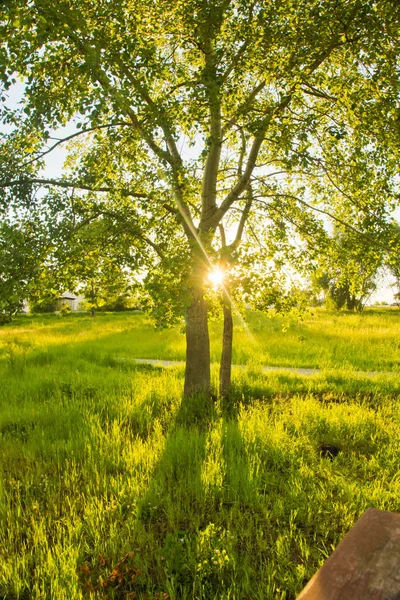 Baum auf dem Feld und die Sonne am Sommerabend Stockbild