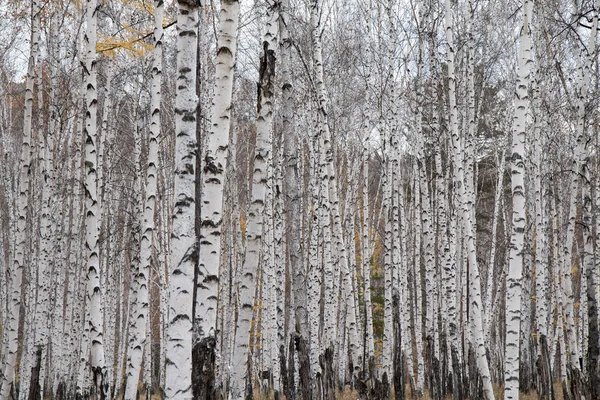 Černá Bílá Lese — Stock fotografie