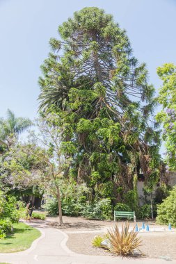 Mısır müzesinin bahçesindeki ağaçlar, San Jose, Ca, Usa