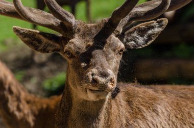 Kameraya bakarak geyik