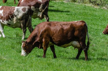 yeşil çayır yeme üzerine inek