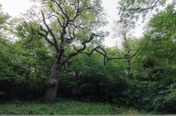 Árvore velha na floresta — Fotografia de Stock