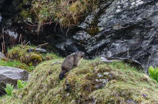 Marmot på en kulle — Stockfoto