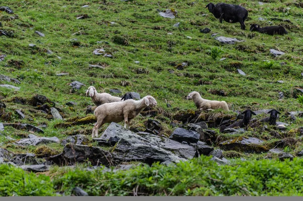 羊山の岩の近く — ストック写真