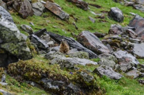 Marmota en la montaña —  Fotos de Stock