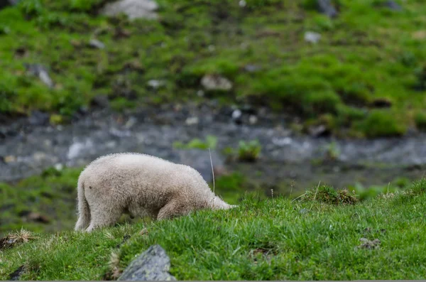 Ovini piccoli mentre mangiano — Foto Stock