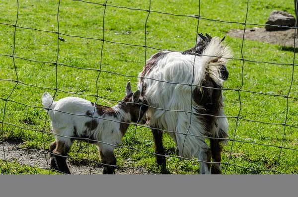 Baby geit met moeder — Stockfoto