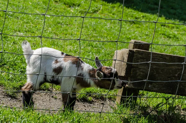 Baby goat playing — Stock Photo, Image