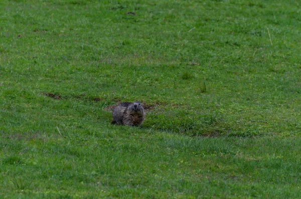 İnşaatta Marmot — Stok fotoğraf