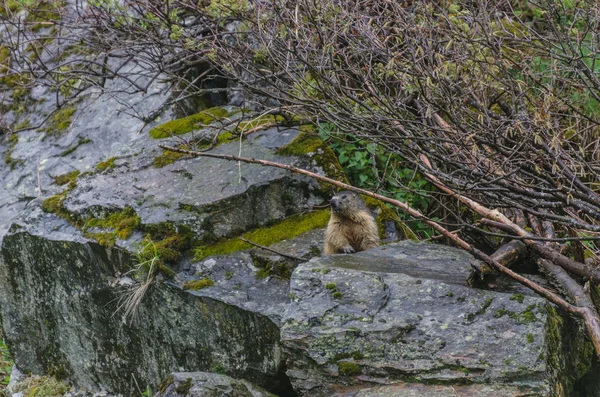 Marmot sitting on a rock — Stock Photo, Image