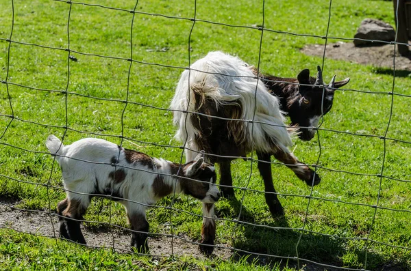 Baby geit in Zoo — Stockfoto