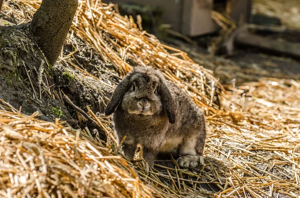 Kleine lieve konijntje — Stockfoto