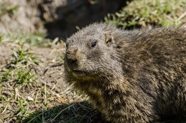 Marmotte gros plan — Photo