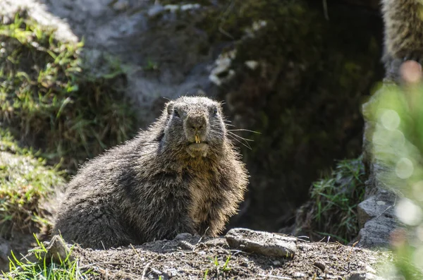 Marmot tittar på kameran — Stockfoto