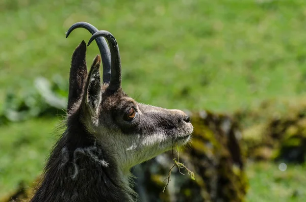 Roebuck s rohy — Stock fotografie