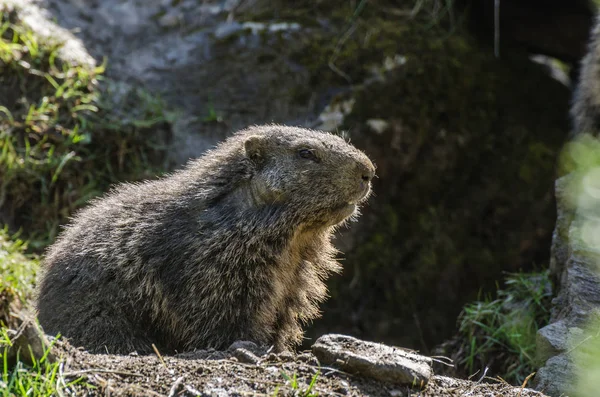 Een marmot op rots — Stockfoto