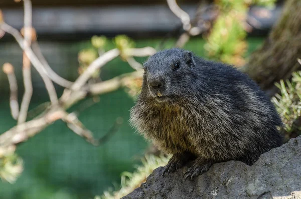 Marmota no zoológico — Fotografia de Stock