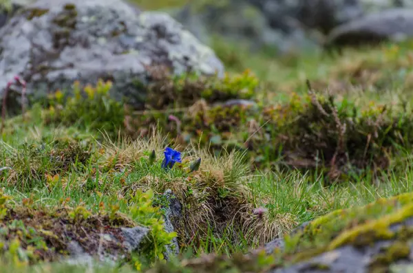 Flor azul na natureza — Fotografia de Stock