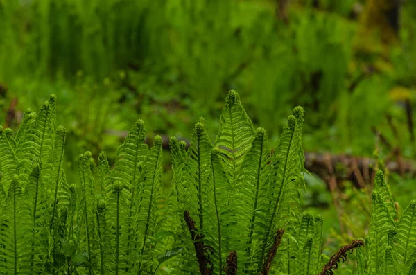 Fougère fraîche verte dans la nature — Photo