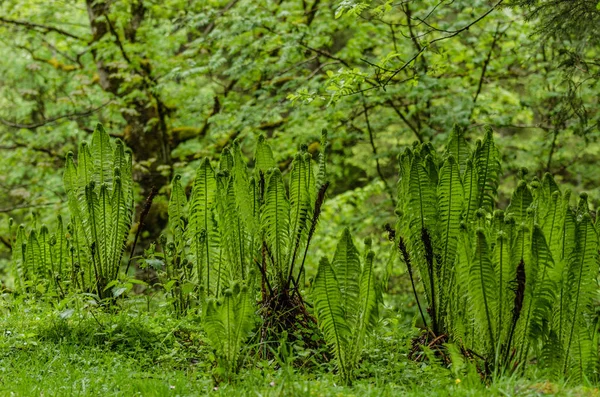 Muitos fetos na natureza verde — Fotografia de Stock