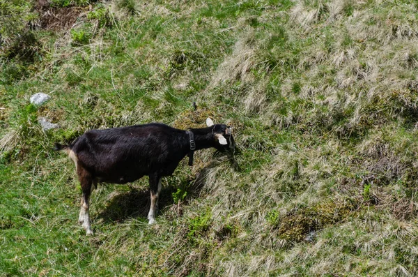 Černá koza na horském svahu v horských — Stock fotografie