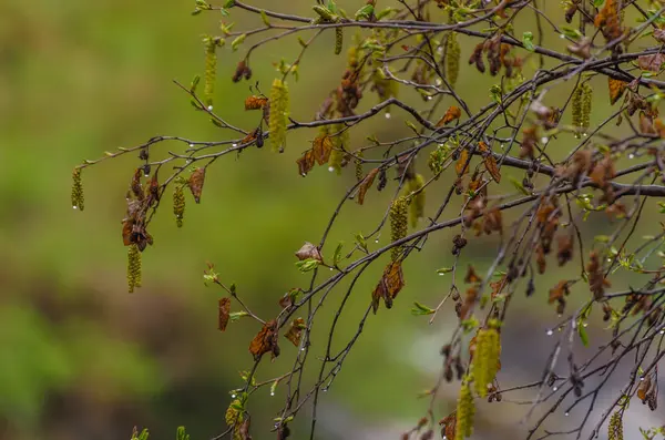 Shrub with raindrops — Stock Photo, Image