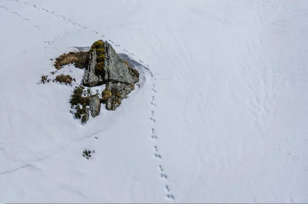 Tracks in sneeuw — Stockfoto