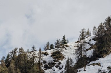 Karlı ve ağaçlı dağ manzarası