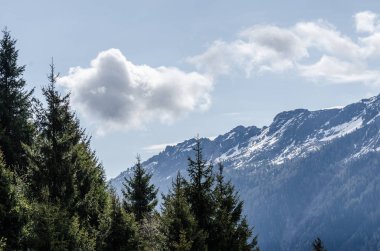 Ağaçlar ve dağlar