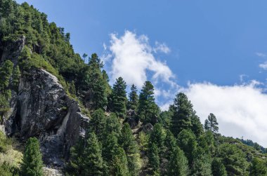 yüksek kayalar ve ağaçlar Dağı'nda