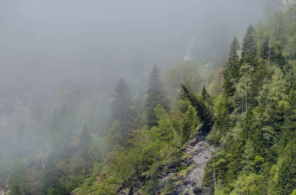 Bäume am Berg umgestürzt — Stockfoto